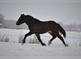 Curly Horse Mix, Wallach, 5 Jahre, 138 cm, Brauner