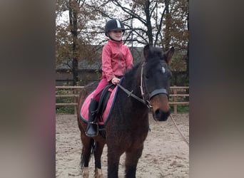 Curly Horse Mix, Wallach, 5 Jahre, 138 cm, Brauner