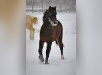 Curly Horse Mix, Wallach, 5 Jahre, 138 cm, Brauner
