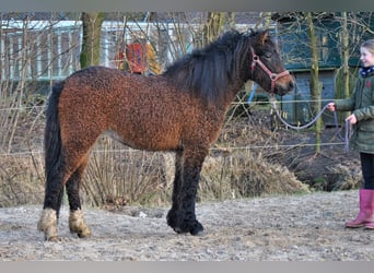 Curly Horse Mix, Wallach, 5 Jahre, 138 cm, Brauner