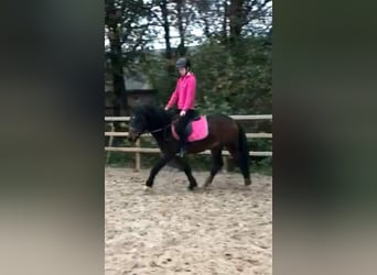 Curly Horse Mix, Wallach, 5 Jahre, 138 cm, Brauner