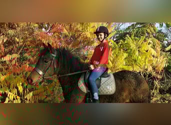 Curly Horse Mix, Wallach, 5 Jahre, 138 cm, Brauner