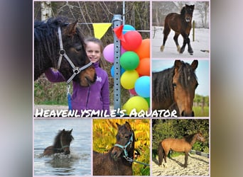 Curly Horse Mix, Wallach, 5 Jahre, 138 cm, Brauner