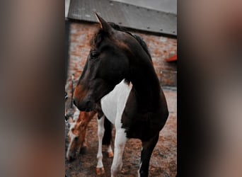 Curly Horse, Wallach, 5 Jahre, 149 cm, Tobiano-alle-Farben