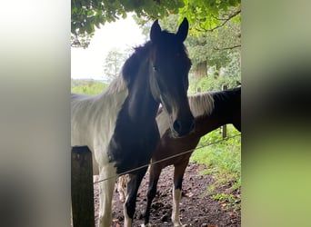 Curly Horse, Wallach, 5 Jahre, 149 cm, Tobiano-alle-Farben