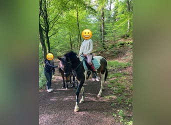 Curly Horse, Wallach, 5 Jahre, 149 cm, Tobiano-alle-Farben