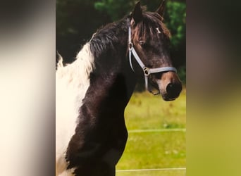 Curly Horse, Wallach, 5 Jahre, 149 cm, Tobiano-alle-Farben