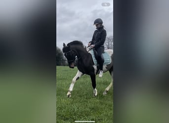 Curly Horse, Wallach, 5 Jahre, 150 cm, Rotbrauner