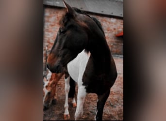Curly Horse, Wallach, 5 Jahre, 150 cm, Schecke