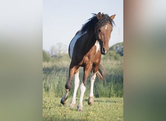 Curly Horse, Wallach, 5 Jahre, 152 cm, Tobiano-alle-Farben