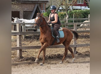 Curly Horse, Wallach, 6 Jahre, 150 cm, Dunkelfuchs