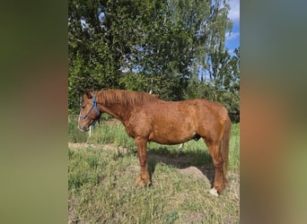 Curly Horse Mix, Wallach, 6 Jahre, 160 cm, Fuchs