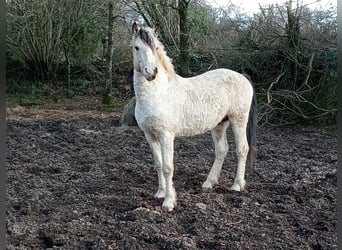 Curly Horse, Wallach, 6 Jahre, 162 cm, Falbe
