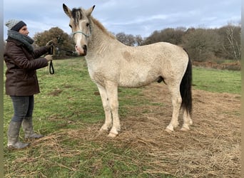 Curly Horse, Wallach, 6 Jahre, 162 cm, Falbe
