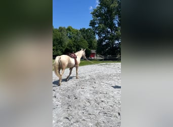 Curly Horse, Wallach, 6 Jahre, 165 cm, Palomino