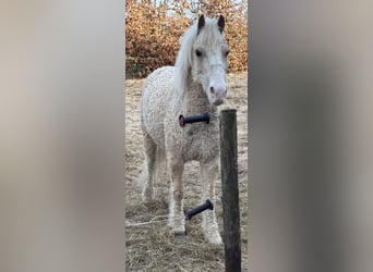 Curly Horse, Wallach, 7 Jahre, 128 cm, Palomino