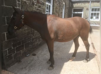 Curly Horse, Wallach, 7 Jahre, 152 cm, Rotbrauner