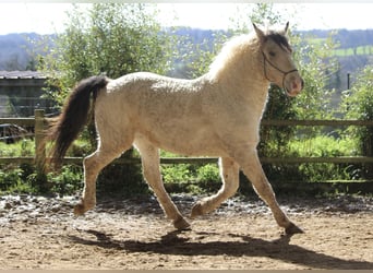 Curly Horse, Wallach, 7 Jahre, 160 cm, Buckskin