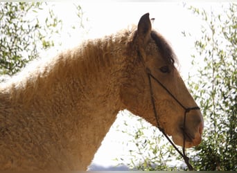 Curly Horse, Wallach, 7 Jahre, 160 cm, Buckskin