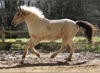 Curly Horse, Wallach, 7 Jahre, 160 cm, Buckskin