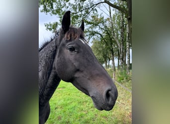 Curly Horse, Wallach, 7 Jahre, 160 cm, Rappe