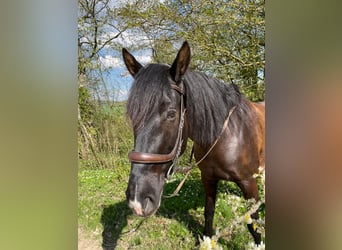Curly Horse, Wallach, 8 Jahre, 164 cm, Rappe