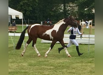 Curly Horse, Hengst, 9 Jaar, 158 cm, Tobiano-alle-kleuren