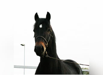 Welsh D (Cob), Stallion, 13 years, 15.1 hh, Bay-Dark