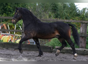 Welsh D (Cob), Stallion, 13 years, 15.1 hh, Bay-Dark