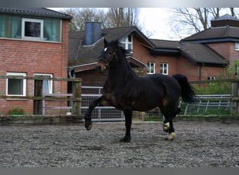 Welsh-D, Stallone, 15 Anni, 155 cm, Baio scuro