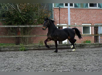 Welsh-D, Stallone, 15 Anni, 155 cm, Baio scuro