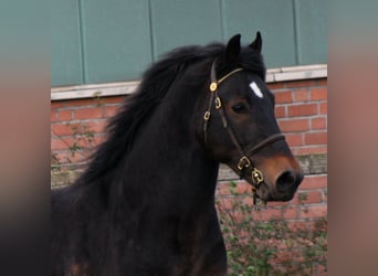 Welsh-D, Stallone, 15 Anni, 155 cm, Baio scuro