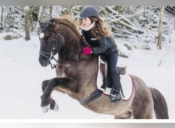 Czech sports pony, Gelding, 10 years, 12.3 hh, Bay-Dark
