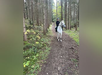 Czech sports pony, Gelding, 14 years, 14.1 hh, Gray-Dapple