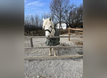 Czech sports pony, Gelding, 14 years, 14.1 hh, Gray-Dapple