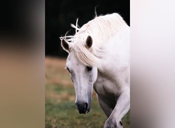 Czech sports pony, Gelding, 14 years, 14.1 hh, Gray-Dapple