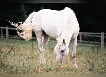 Czech sports pony, Gelding, 14 years, 14.1 hh, Gray-Dapple