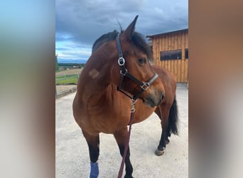 Tschechisches Sportpony, Wallach, 9 Jahre, 14,1 hh, Brauner