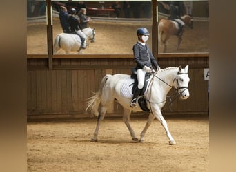 Czech sports pony, Mare, 10 years, 14.2 hh, Gray