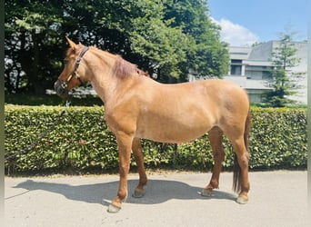 Czech sports pony, Mare, 10 years, 14 hh, Chestnut-Red