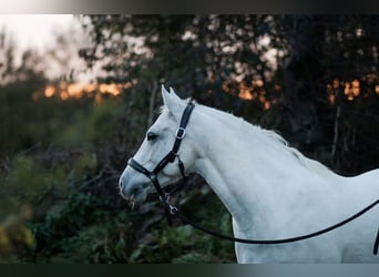 Czech sports pony, Mare, 11 years, 14.1 hh, Gray