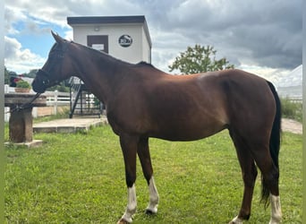 Czech sports pony, Mare, 11 years, 14 hh, Chestnut