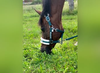 Czech sports pony, Mare, 12 years, 15.2 hh, Brown