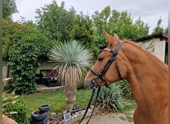 Czech sports pony, Mare, 4 years, 13.3 hh, Chestnut