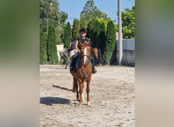 Czech sports pony, Mare, 4 years, 13.3 hh, Chestnut