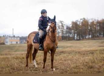 Czech sports pony, Mare, 4 years, 13.3 hh, Chestnut