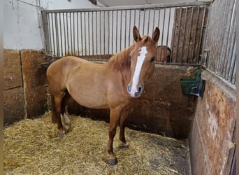 Czech sports pony, Mare, 4 years, 13.3 hh, Chestnut