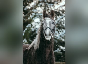Czech sports pony, Mare, 5 years, 14.1 hh, Grey