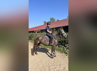 Czech sports pony, Mare, 5 years, 14,1 hh, Grey