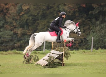 Czech sports pony, Mare, 8 years, 14,1 hh, White